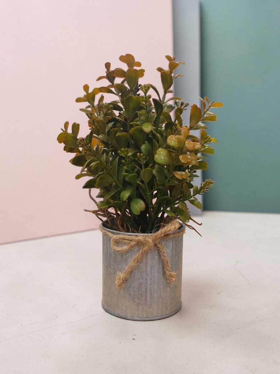 Dekorativna biljka 11010