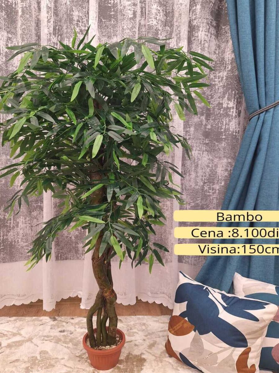 Dekorativno zelenilo-Bambo Dekorativno zelenilo-Bambo