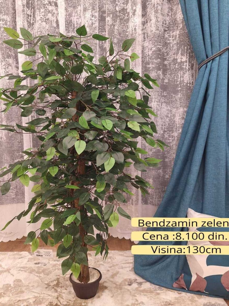 Dekorativno zelenilo-Bendzamin zeleni Dekorativno zelenilo-Bendzamin zeleni