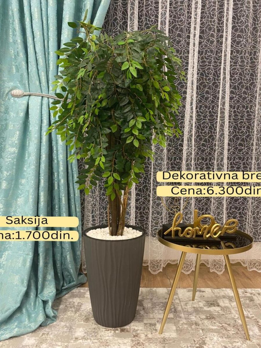 Dekorativno zelenilo-Breza