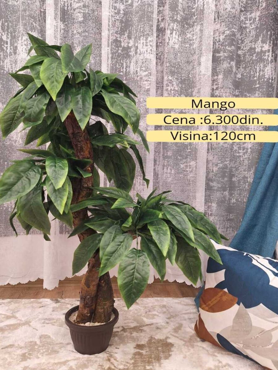 Dekorativno zelenilo-Mango