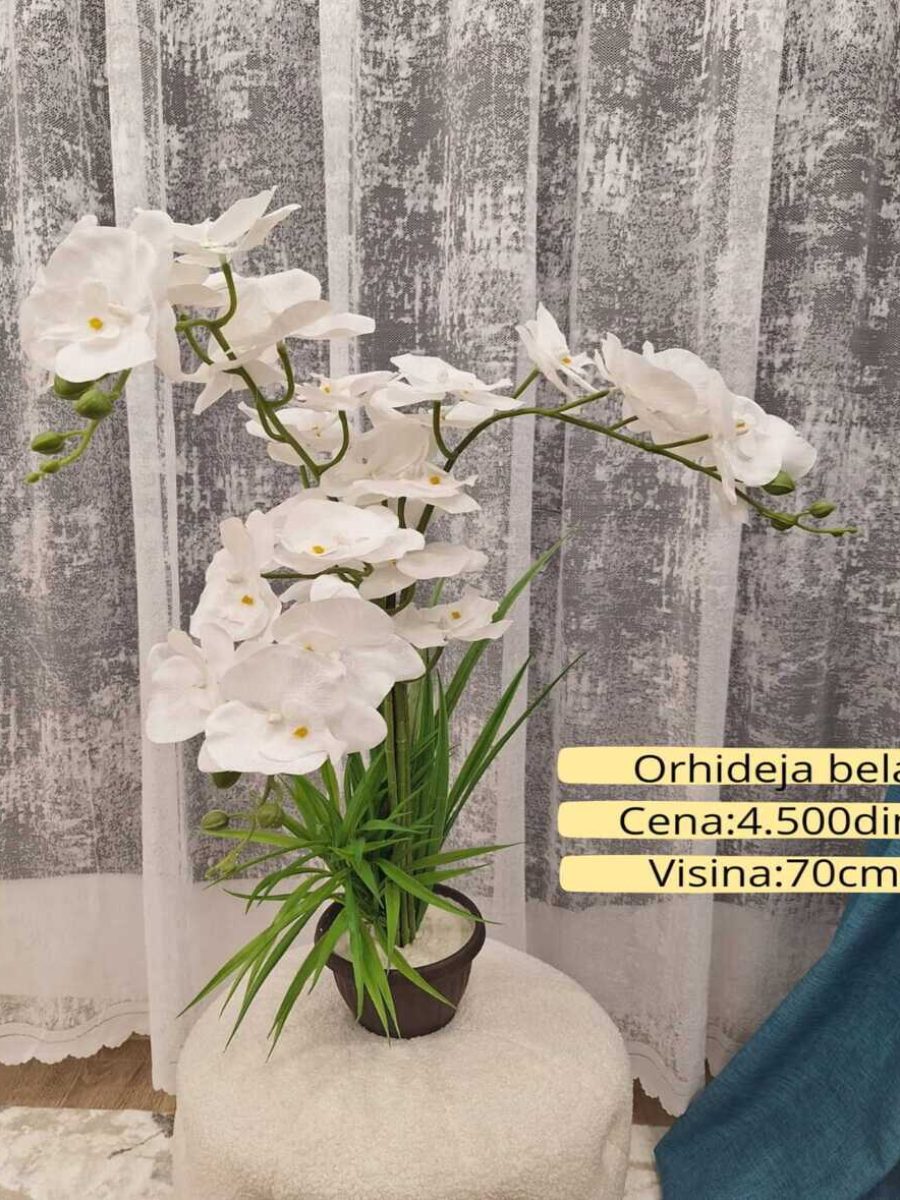 Dekorativno zelenilo-Orhideja bela Dekorativno zelenilo-Orhideja bela