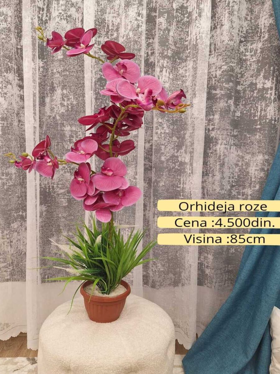 Dekorativno zelenilo-Orhideja roze