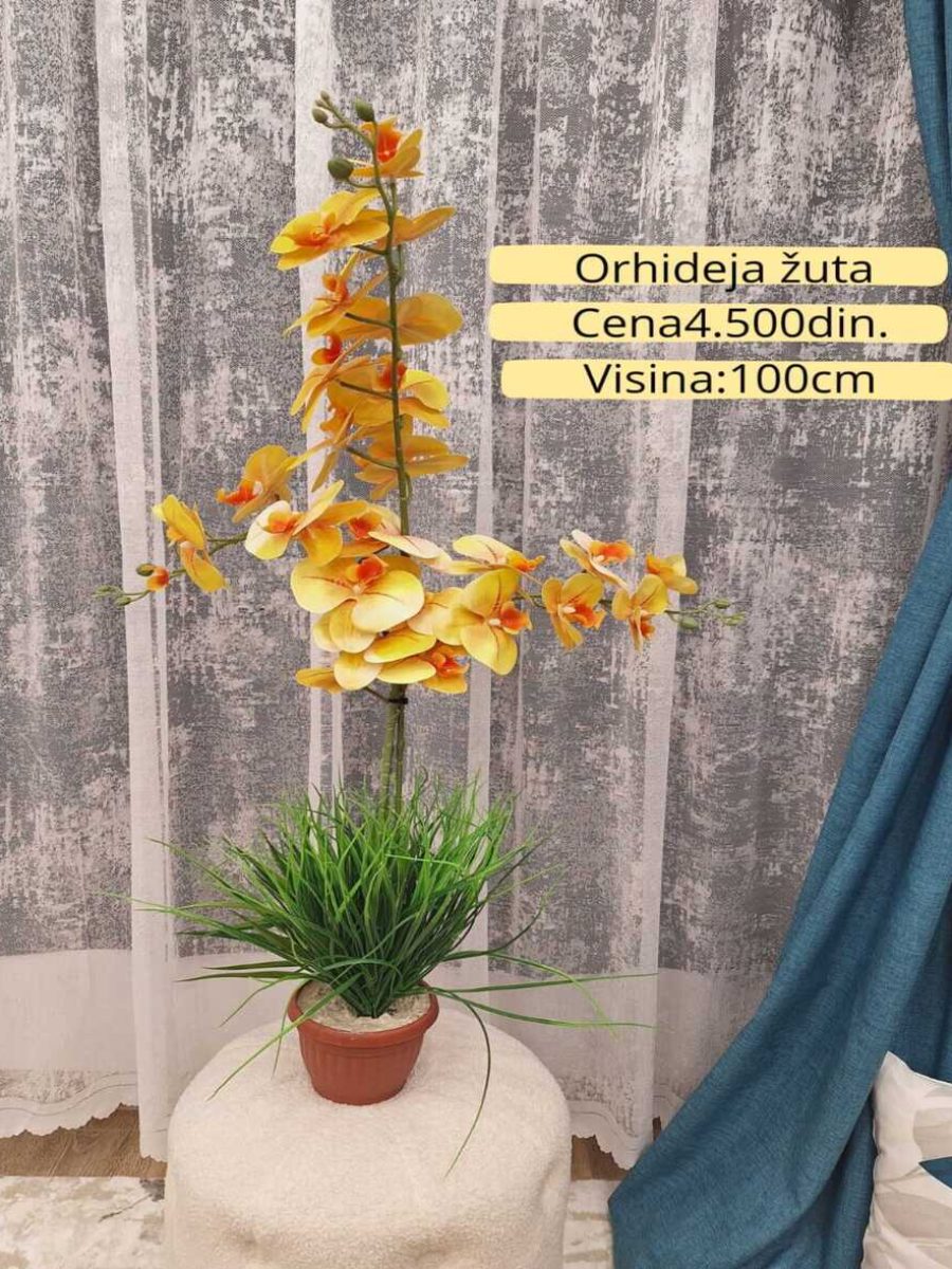 Dekorativno zelenilo-Orhideja žuta Dekorativno zelenilo-Orhideja žuta